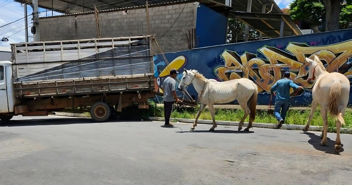 Lavras intensifica recolhimento de animais em vias públicas