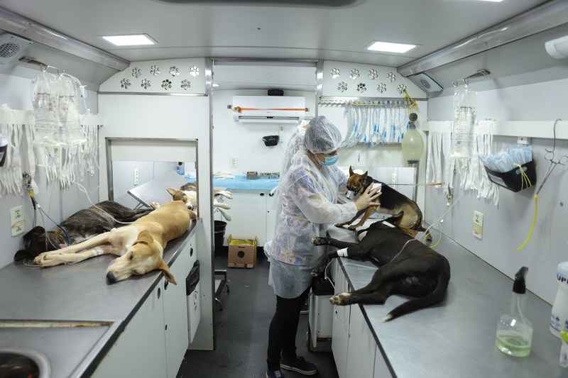 Médica veterinária realiza atendimento em cão de rua durante ação
