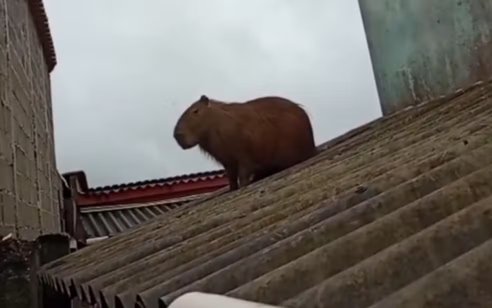 Bombeiros realizam o resgate de capivara em Ijaci sobre o telhado de uma casa