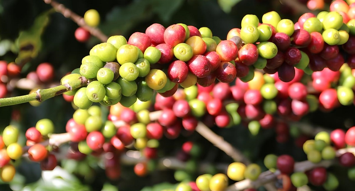lavouras de café em montanhas de Minas Gerais, destacando o cultivo em altitude e a tradição da cafeicultura mineira
