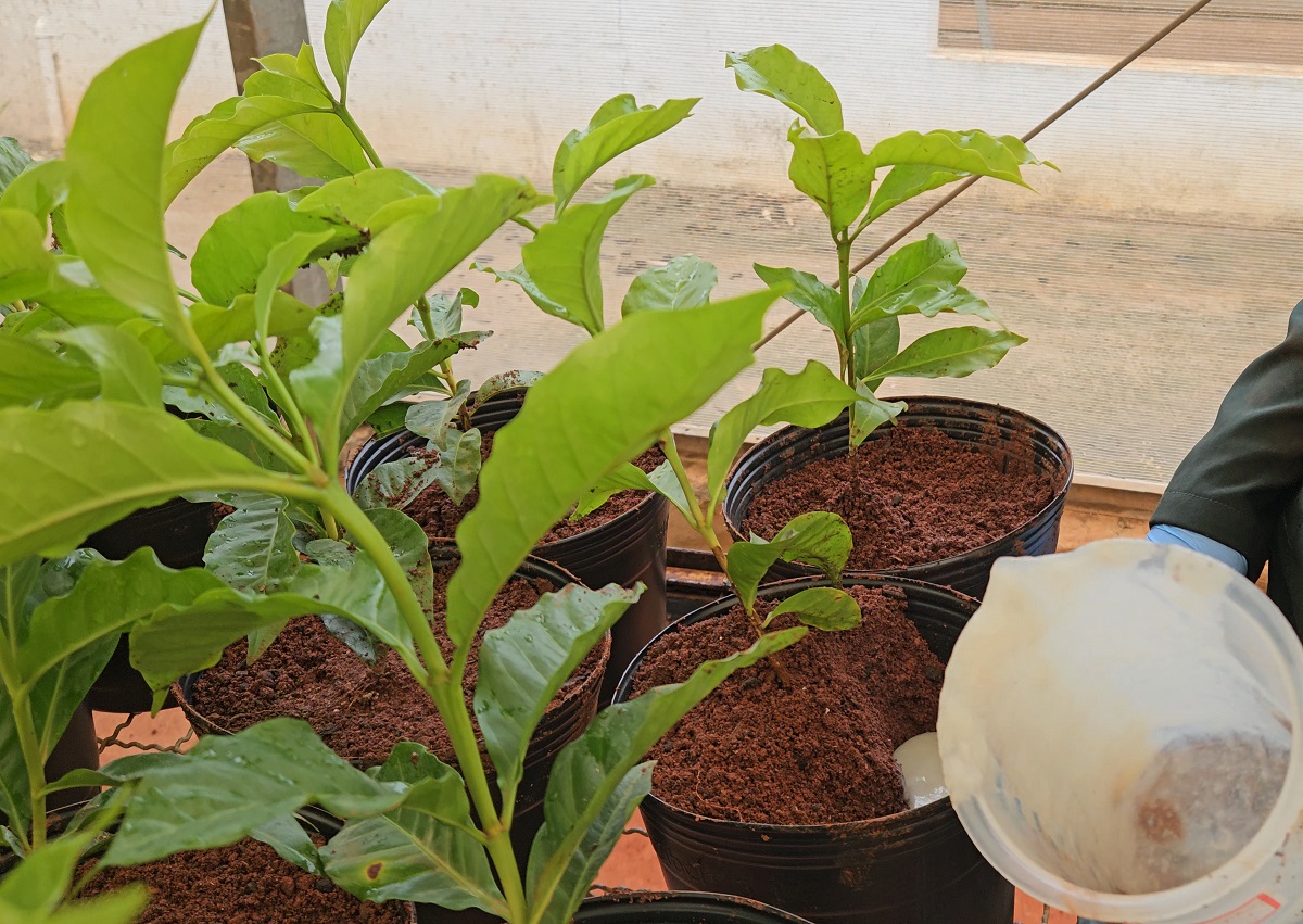 Pesquisadores da UFLA desenvolvem hidrogel sustentável a partir de resíduos de papel, capaz de reter água no solo