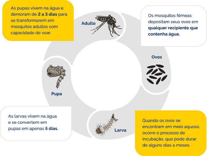 Lavras expande uso de armadilhas contra a dengue Fases de vida do vetor Aedes Aegypti